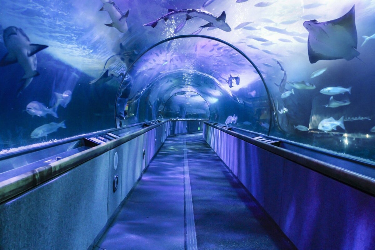 What is Santa Monica Known For? (20 Things It's Famous For)