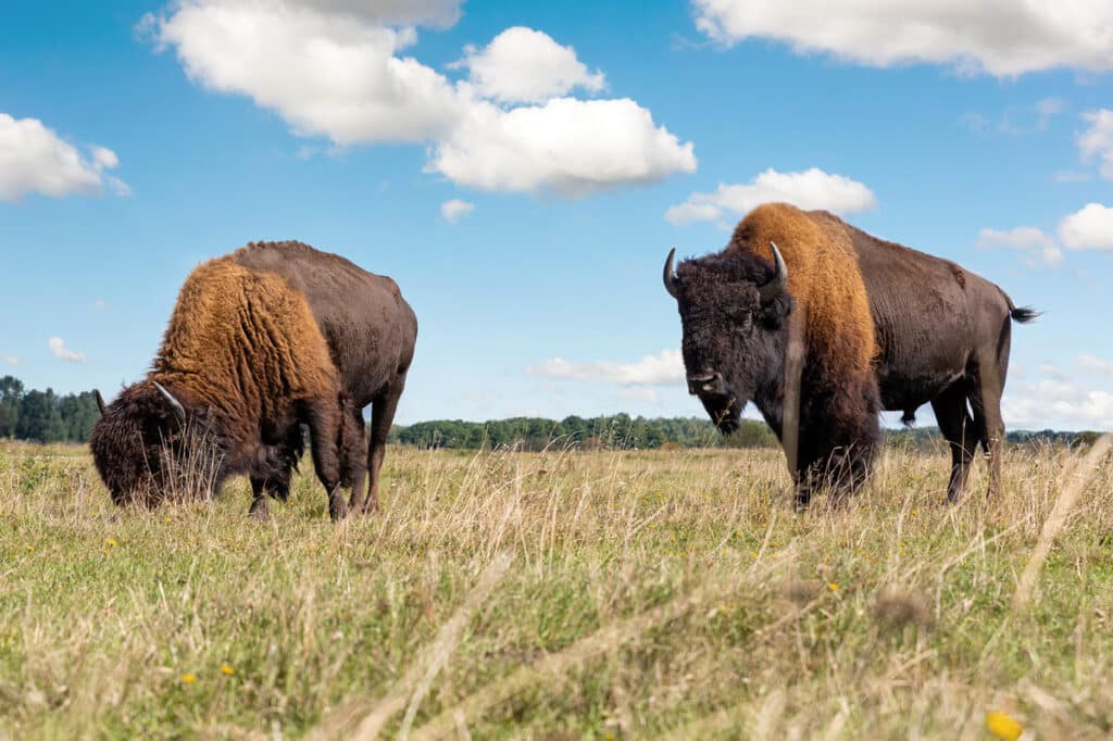 what-is-north-dakota-known-for-18-things-it-s-famous-for