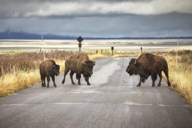 What Is Wyoming Known For? (17 Things It's Famous For)