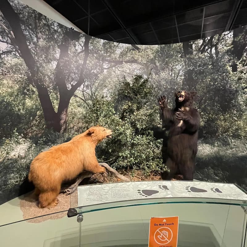 The Great Valley Museum - bears