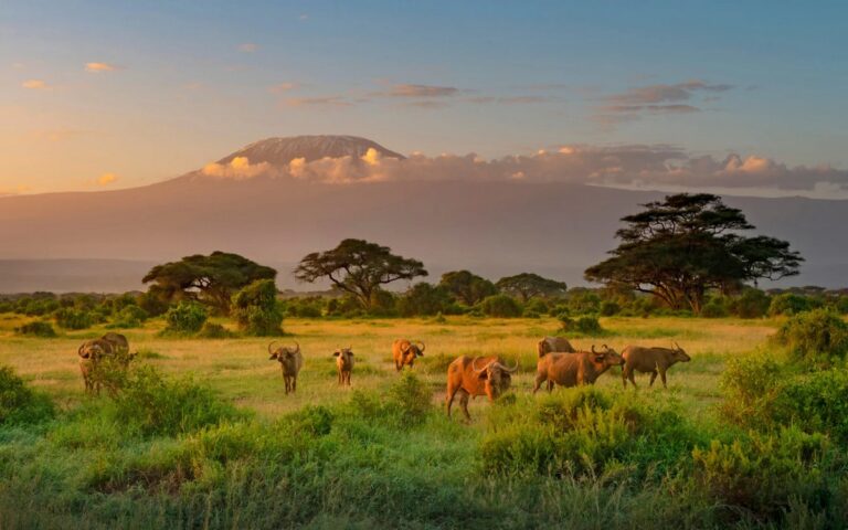 What Is Kenya Known For 16 Things It s Famous For what-is-kenya-known-for-16-things-it-s-famous-for